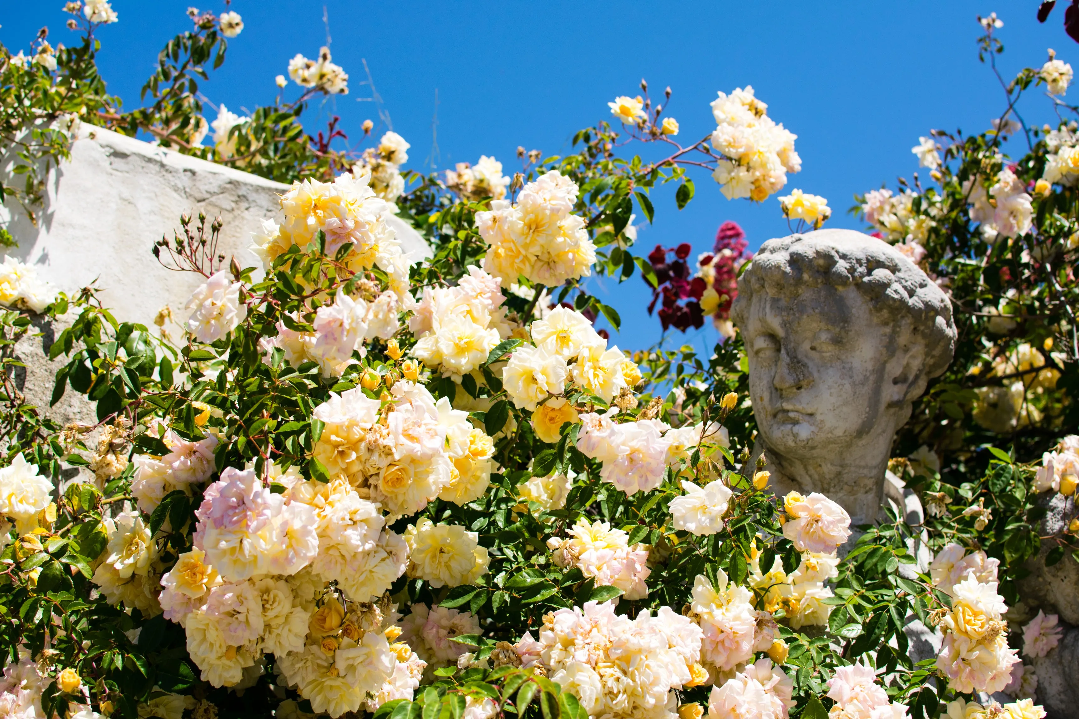 Busts & Roses